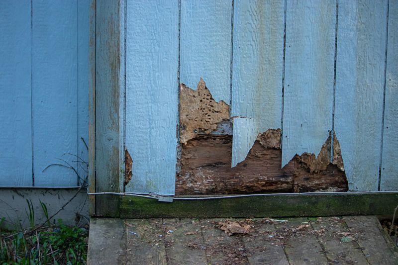 Pest Damage Repair in Denver, CO