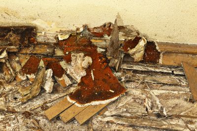 Wood Rot Removal in Denver County, CO