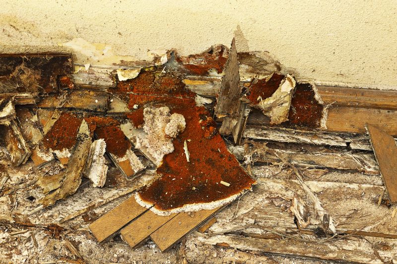 Decay Repair Service in Longmont, CO