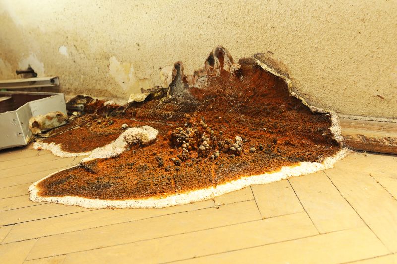Dry Rot Remediation in Kansas City, MO
