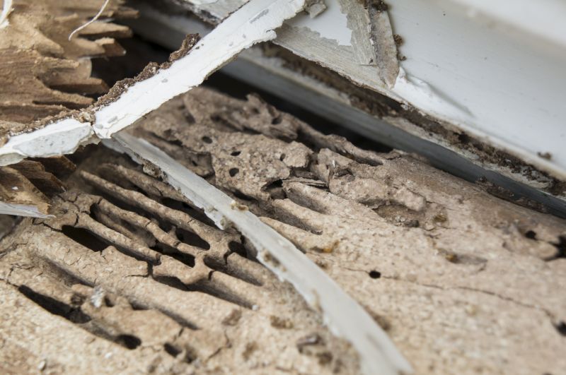 Dry Rot Remediation in Boulder, CO