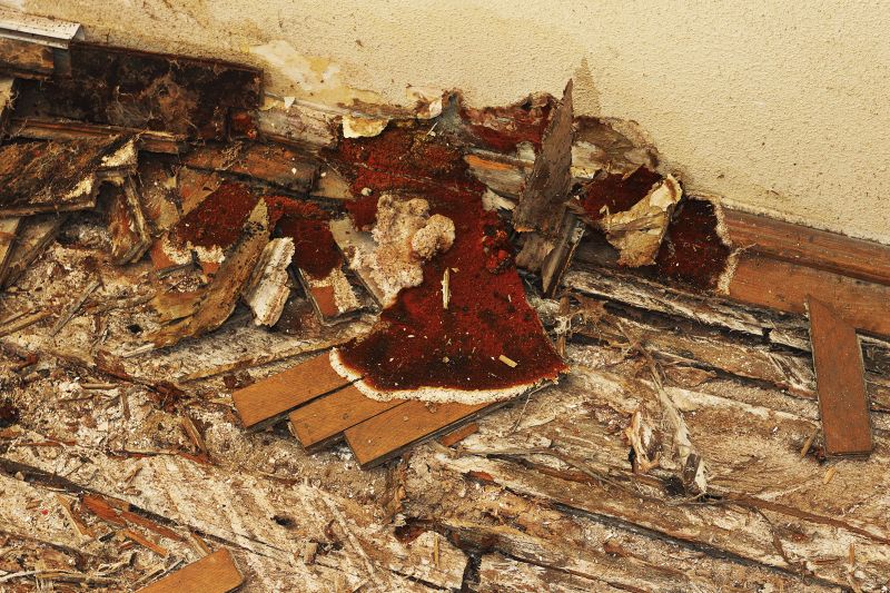 Pest Damage Repair in Indianapolis, IN