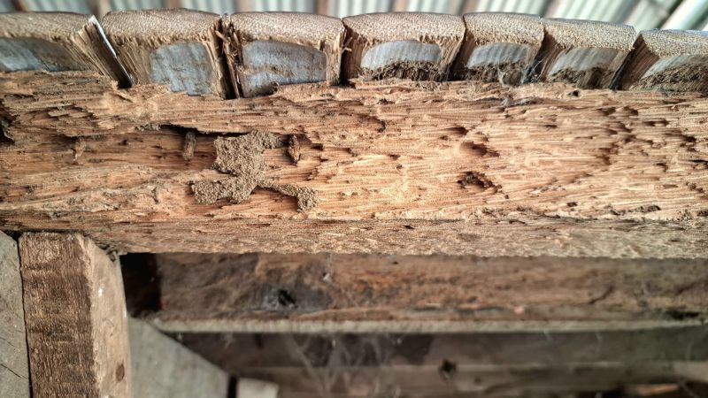 Pest Damage Repair in Denver County, CO