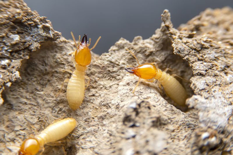 Termite Damage Repair Service in Denver County, CO