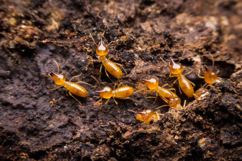 Termite Damage Restoration in Longmont, CO