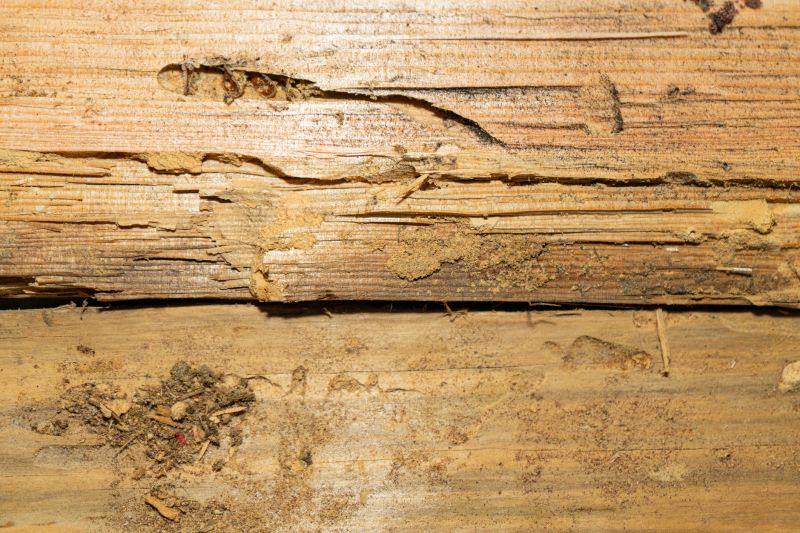 Termite Damage Restoration in Arvada, CO