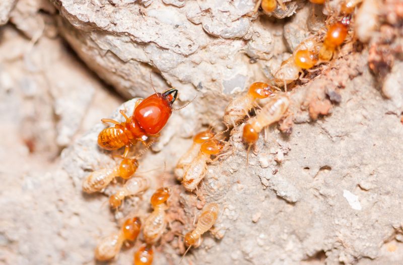 Termite Damage Restoration in Conroe, TX