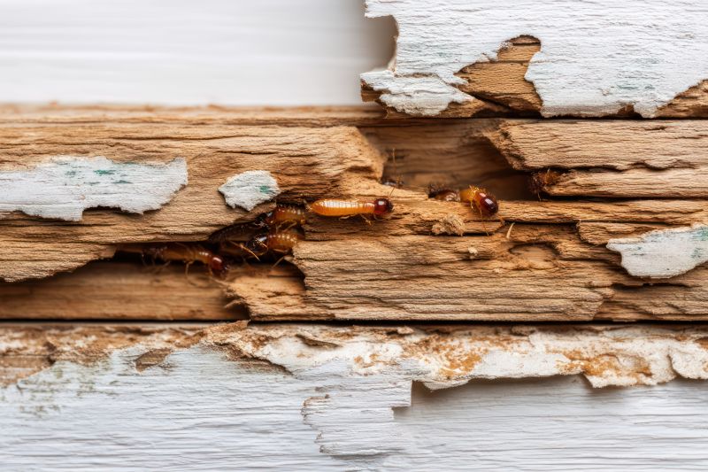 Termite Damage Restoration in Indianapolis, IN