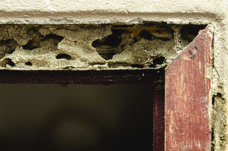 Wood Decay Removal in Olathe, KS
